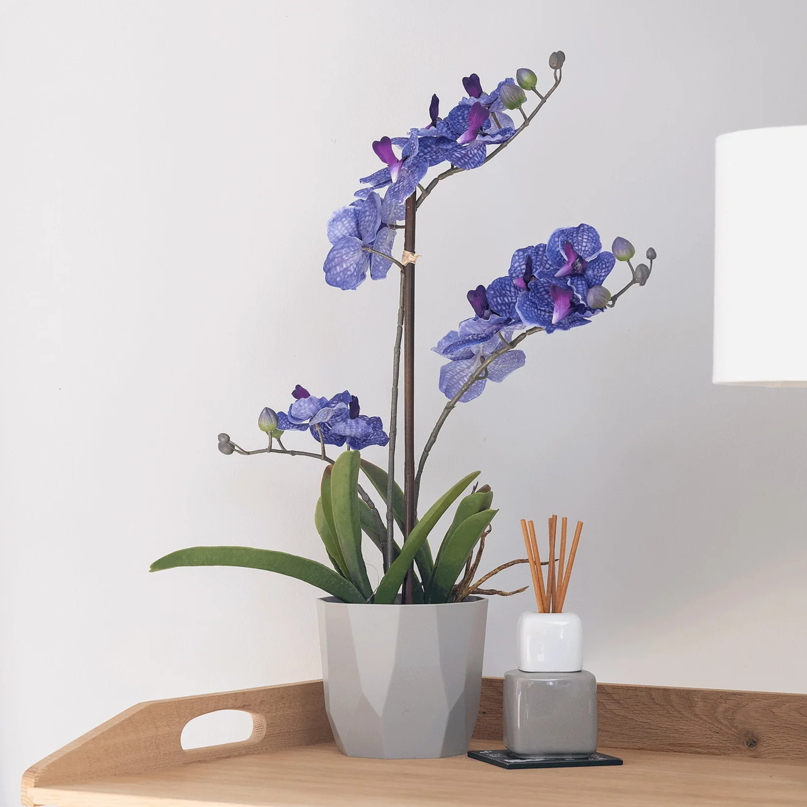 Vanda orchid - Image 5