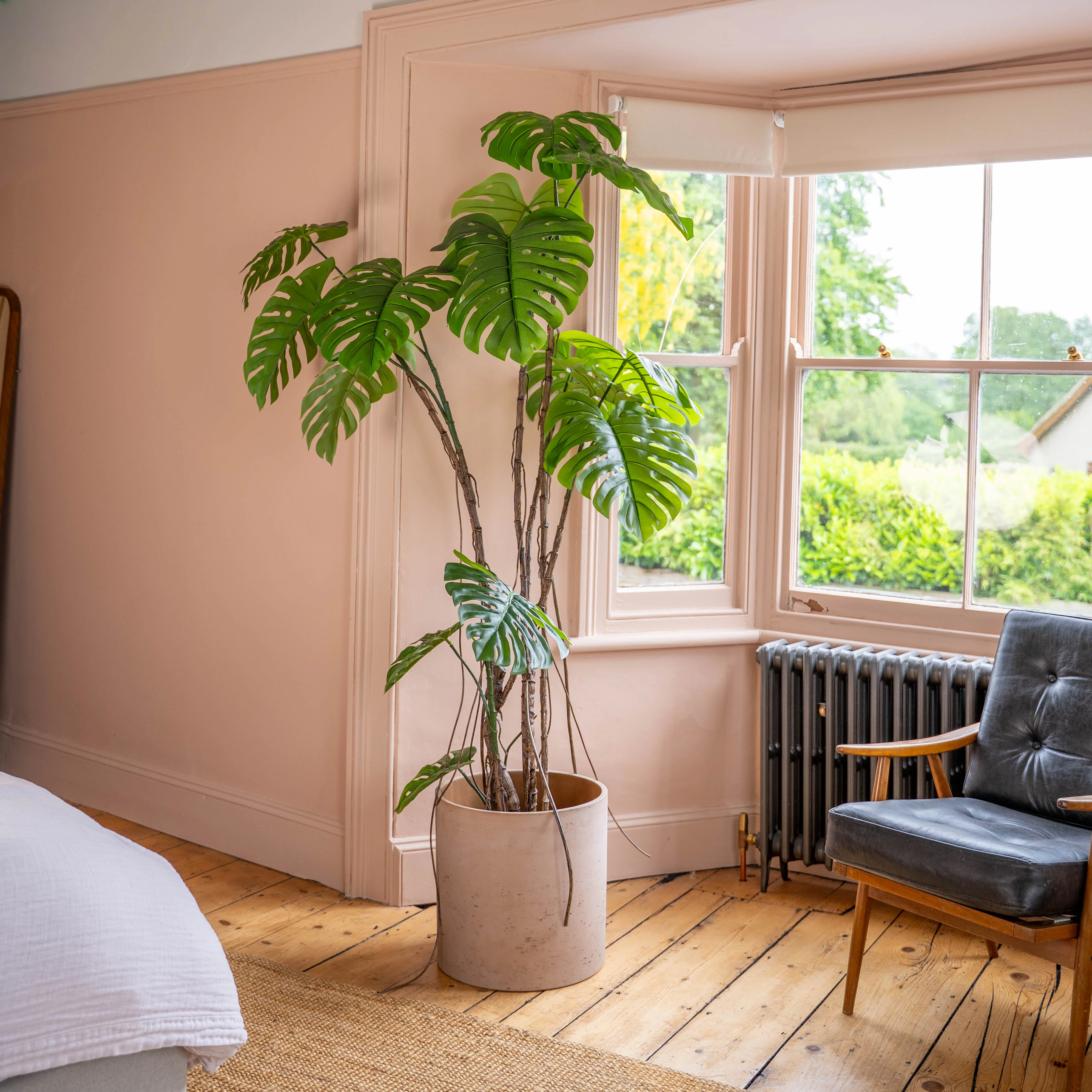Wild monstera - Image 4