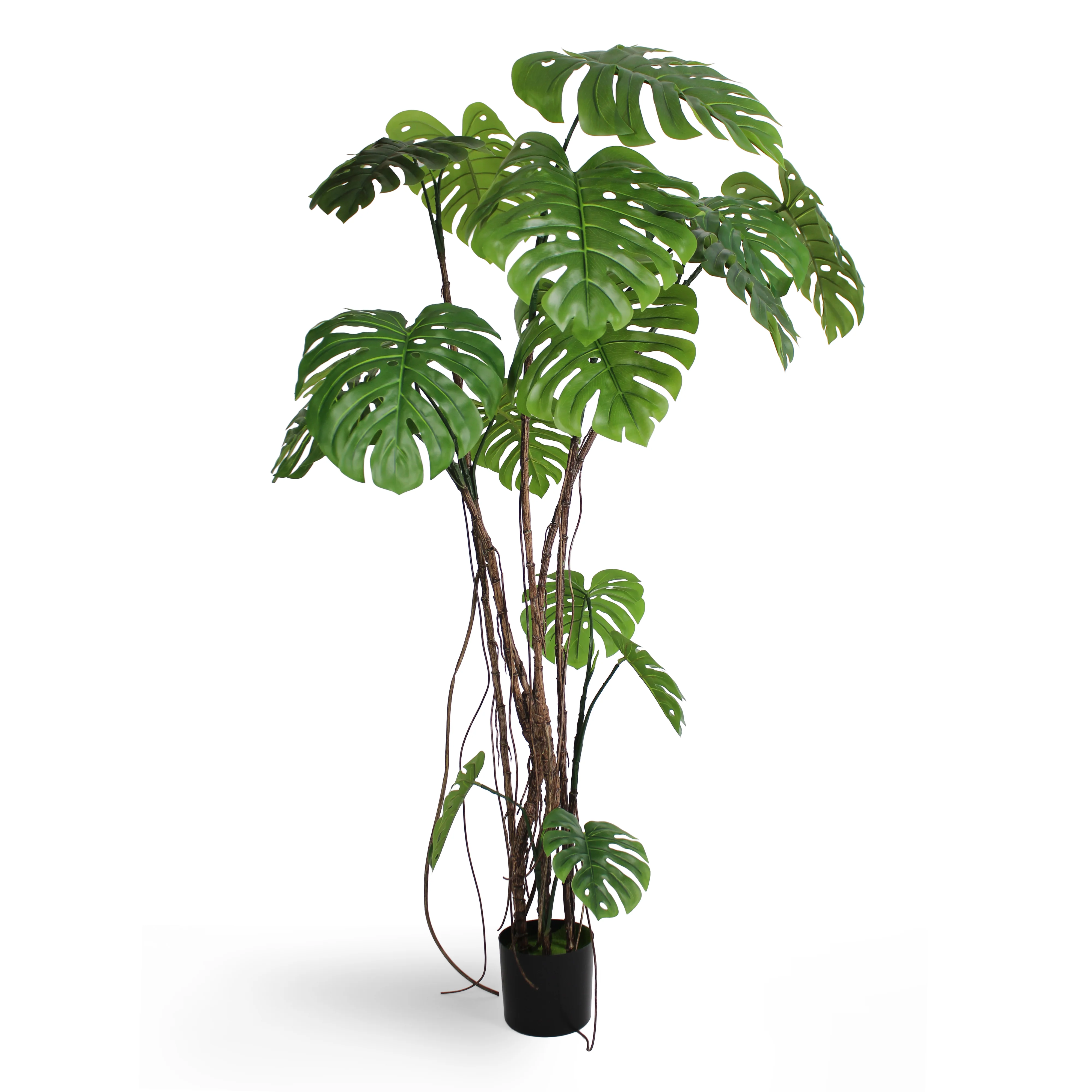 Wild monstera - Image 5