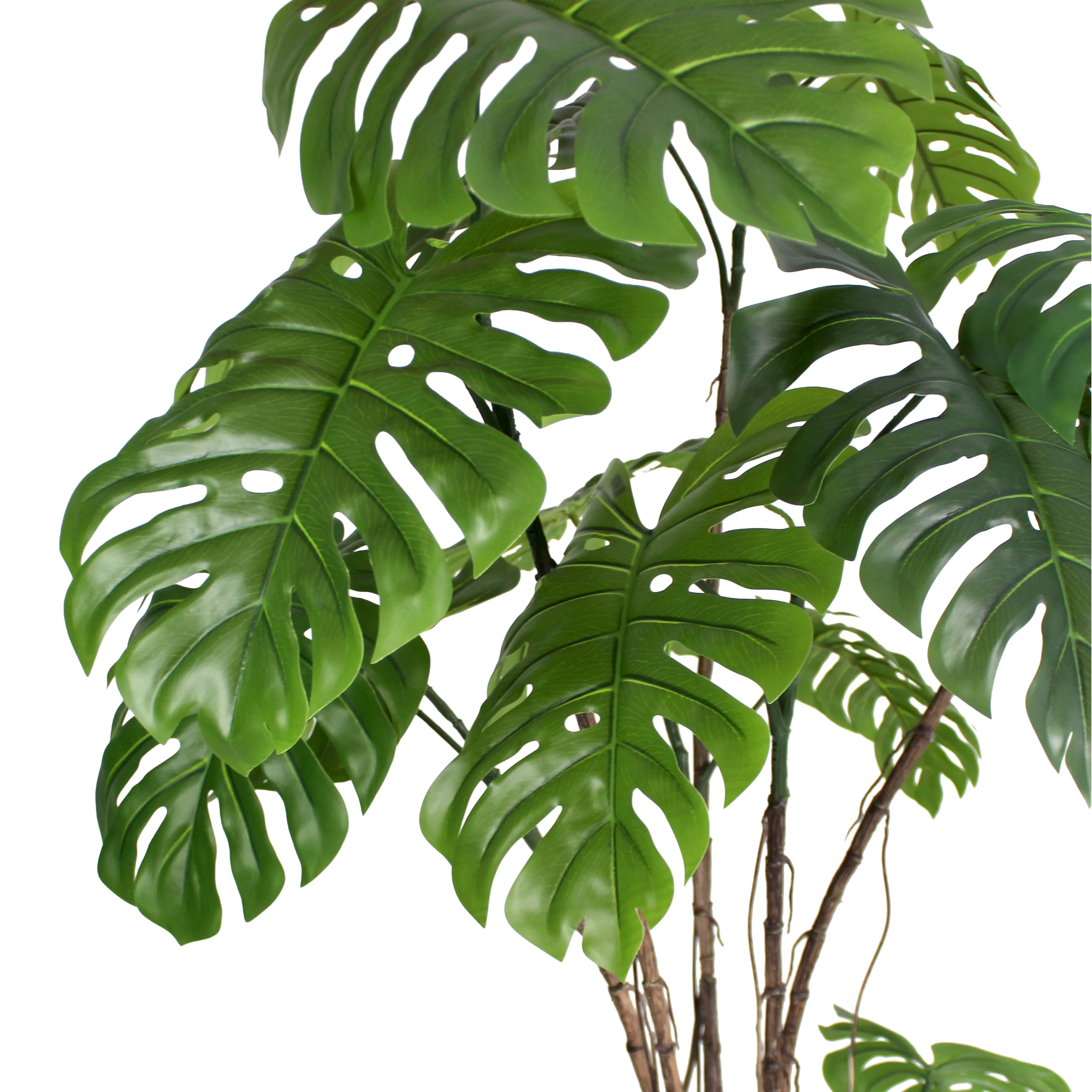 Wild monstera - Image 6