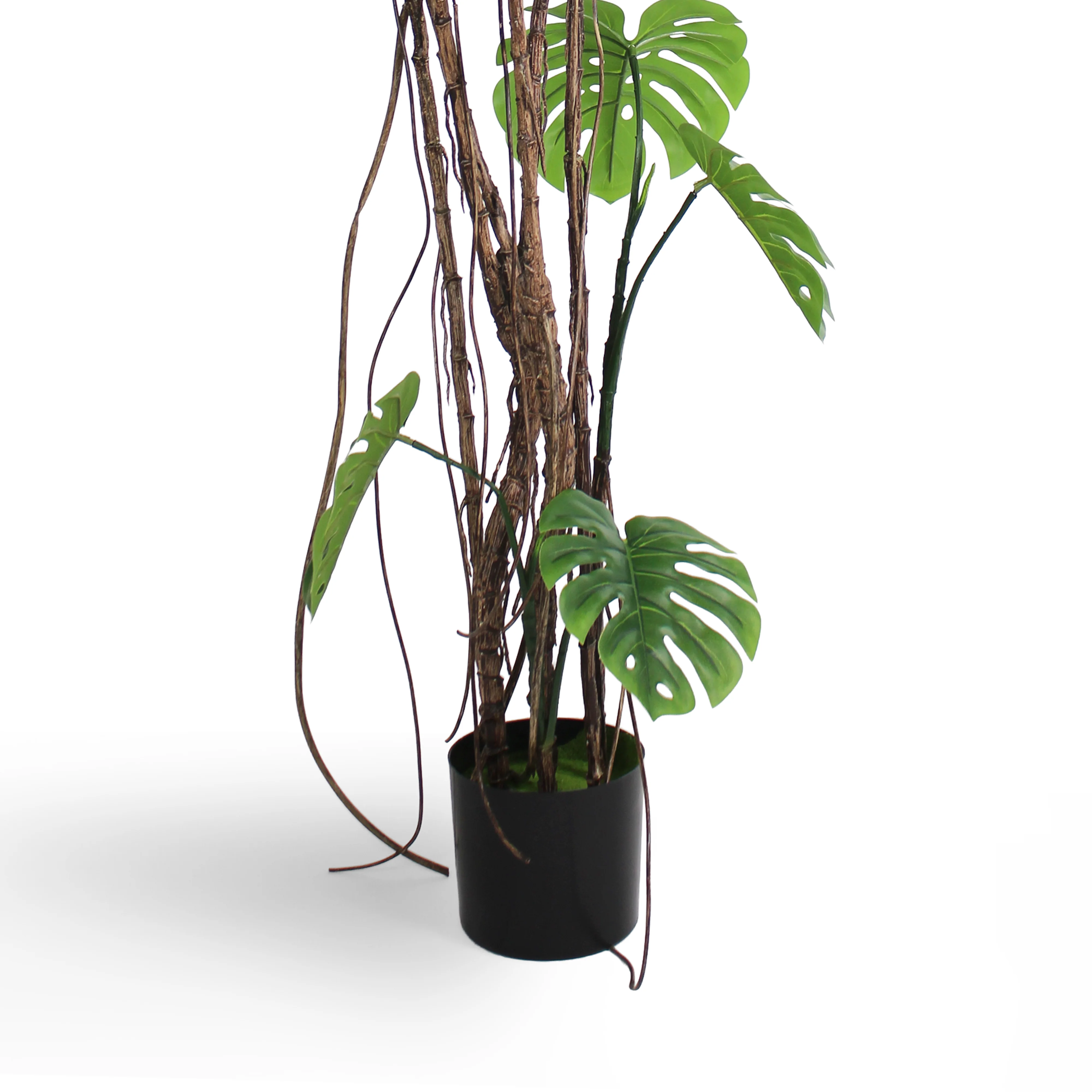 Wild monstera - Image 7