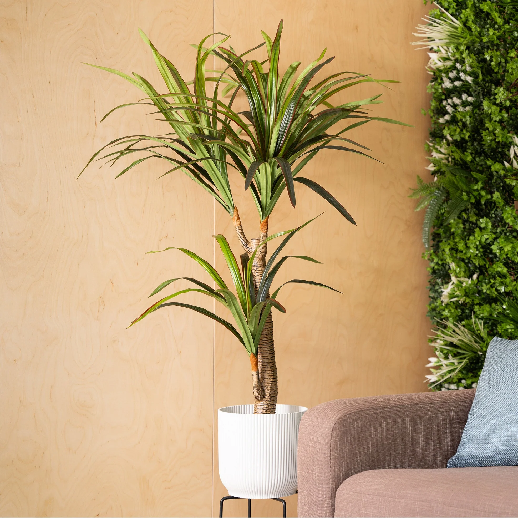 Yucca plant