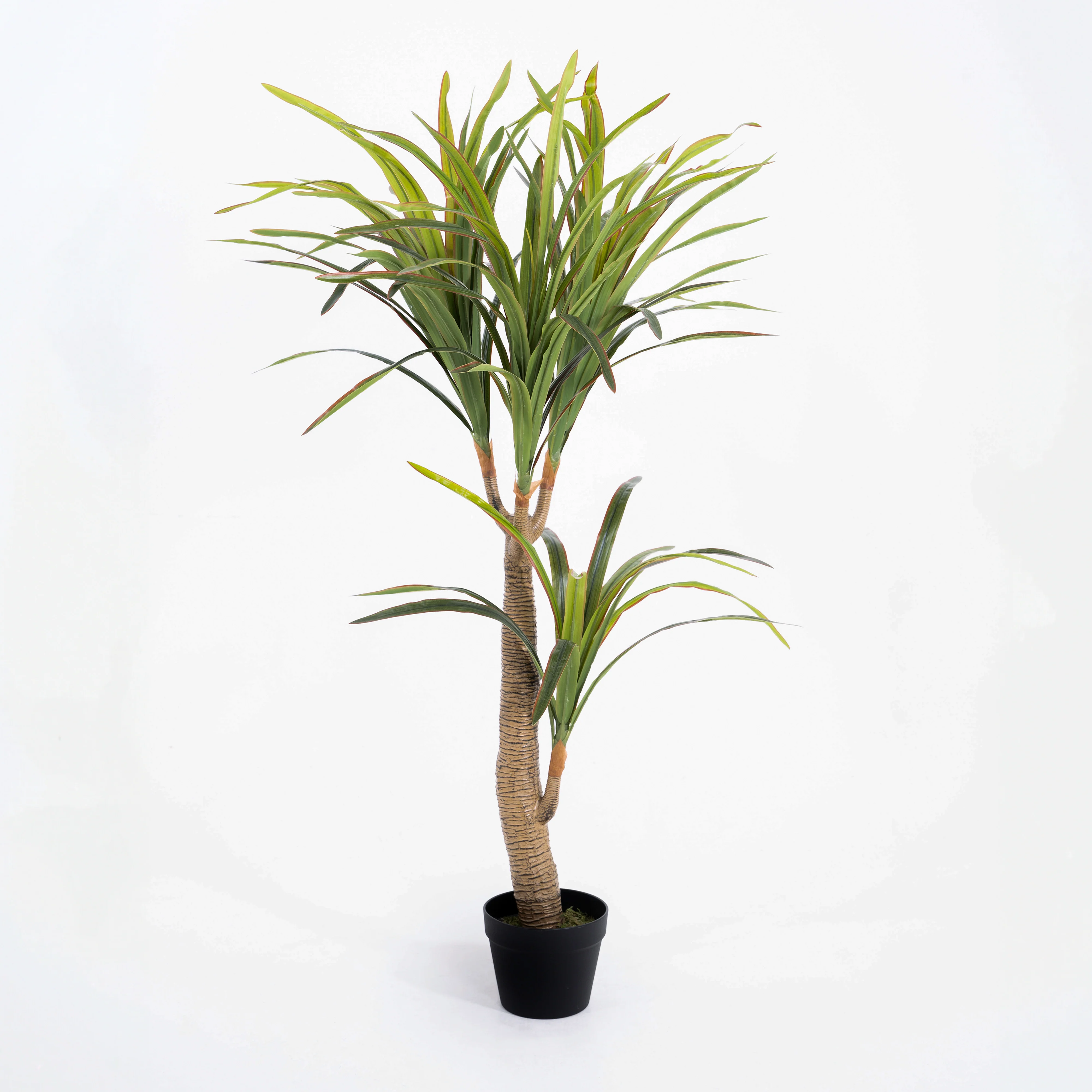Yucca plant - Image 2