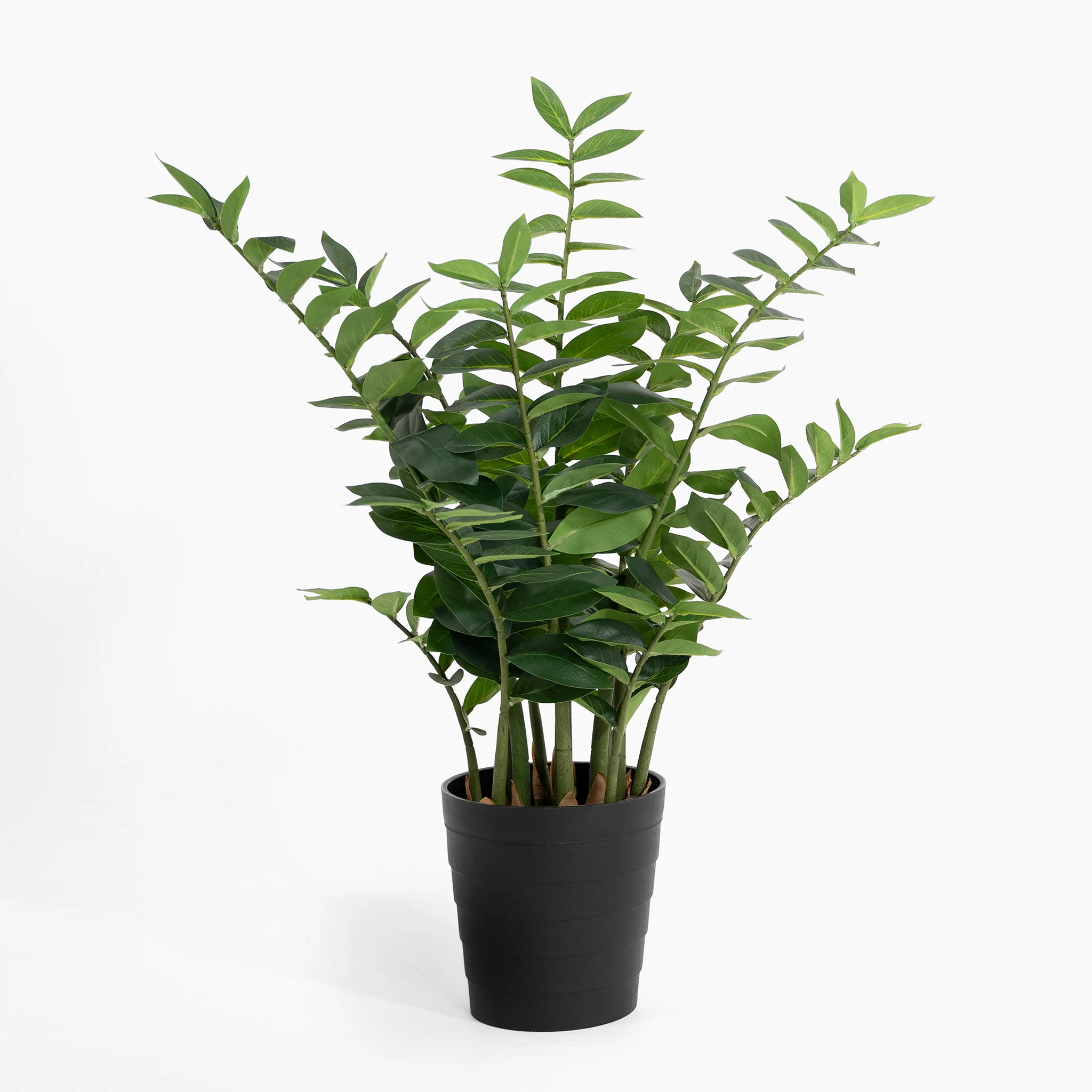 Zanzibar gem ZZ plant - Image 4