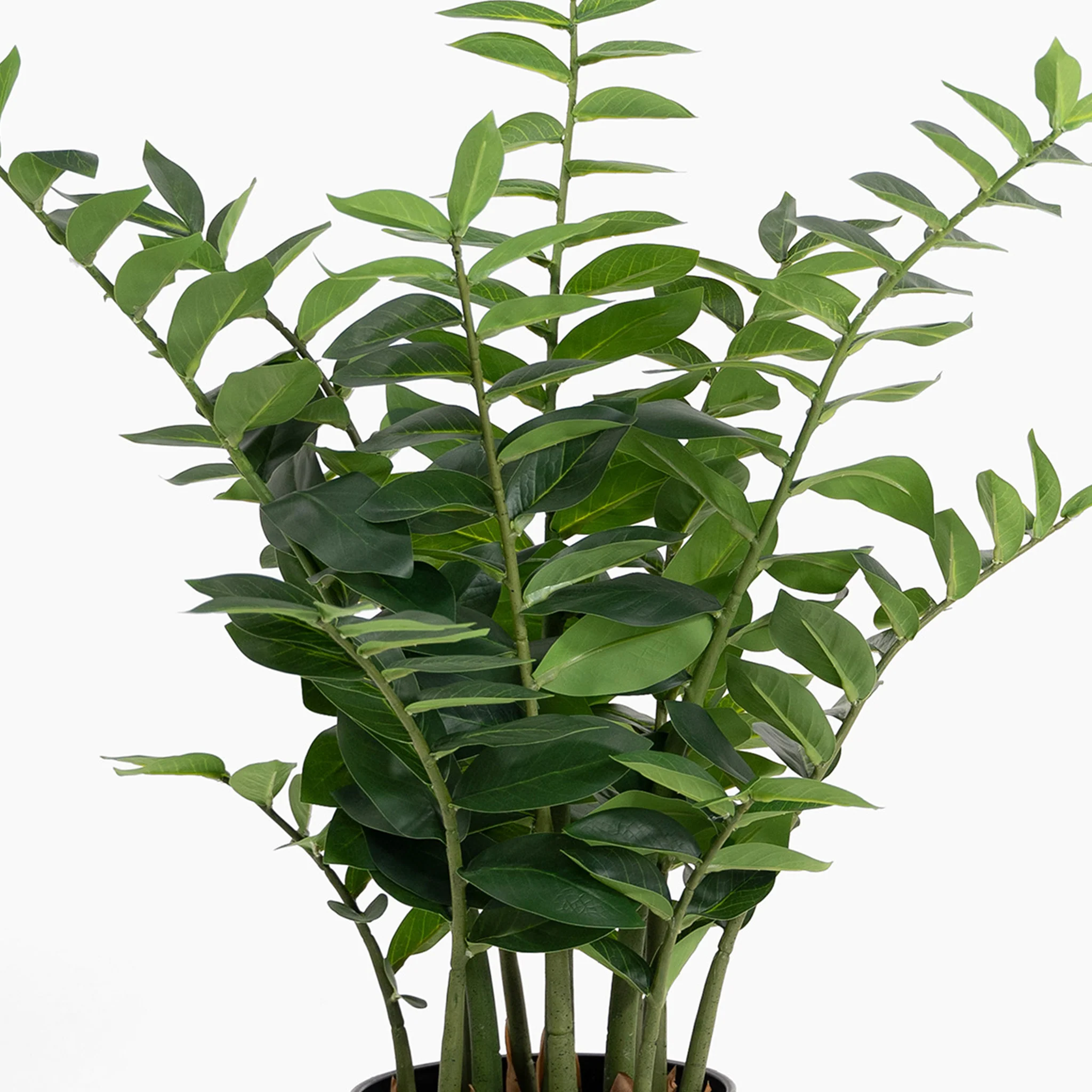 Zanzibar gem ZZ plant - Image 5