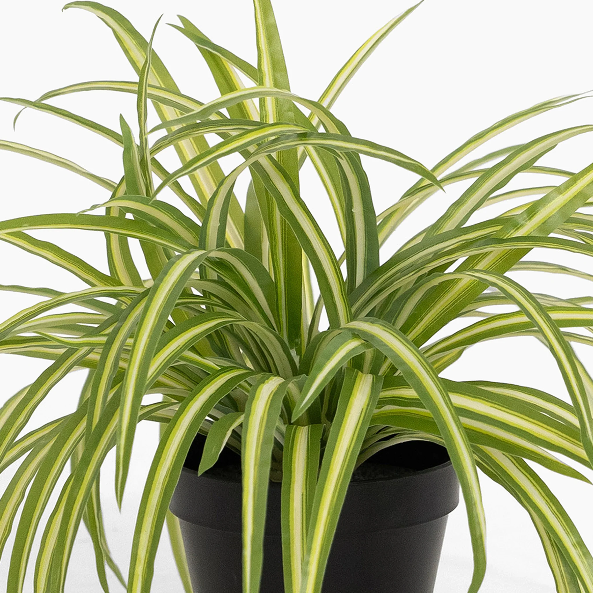Spider plant - Image 5