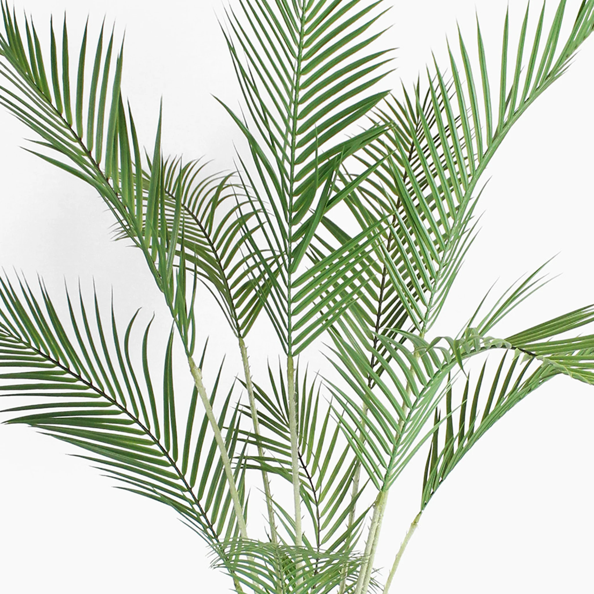 Majesty palm - Image 3