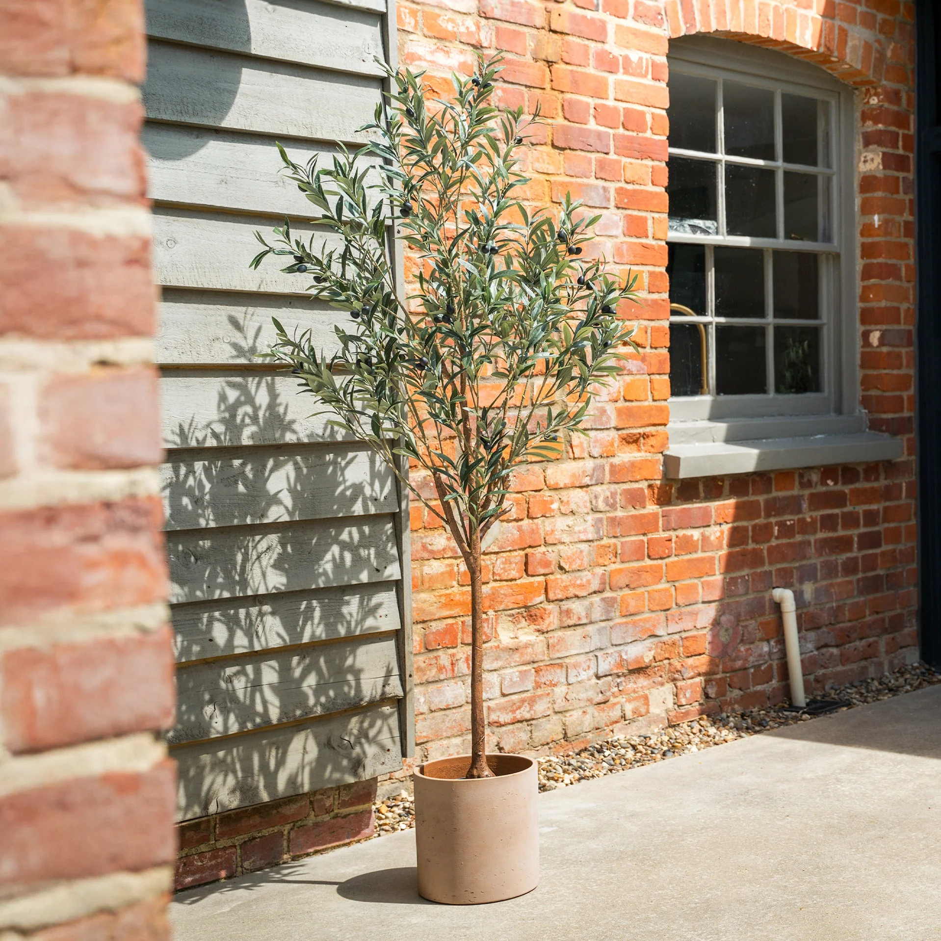 Olive olea tree - Image 3
