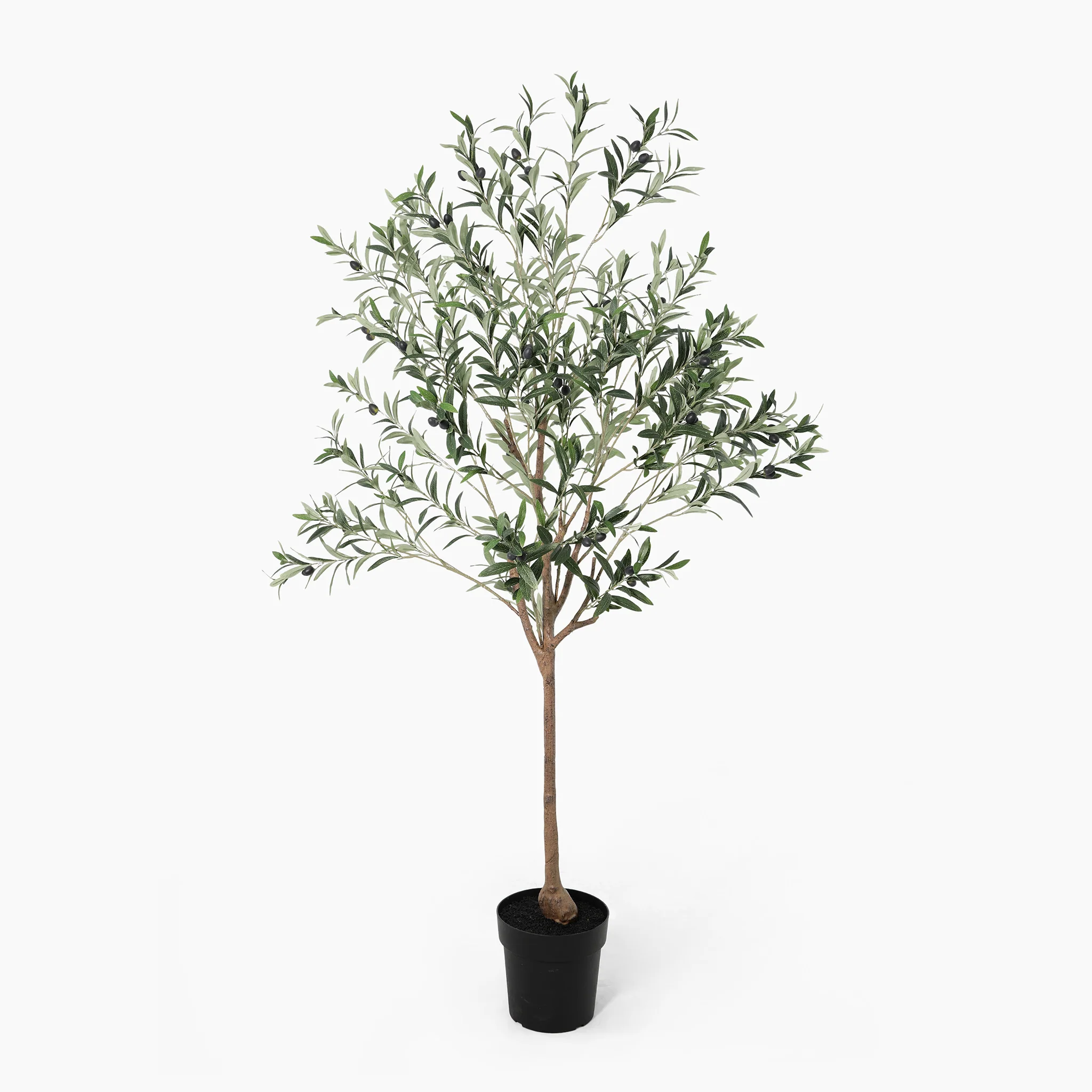 Olive olea tree - Image 4