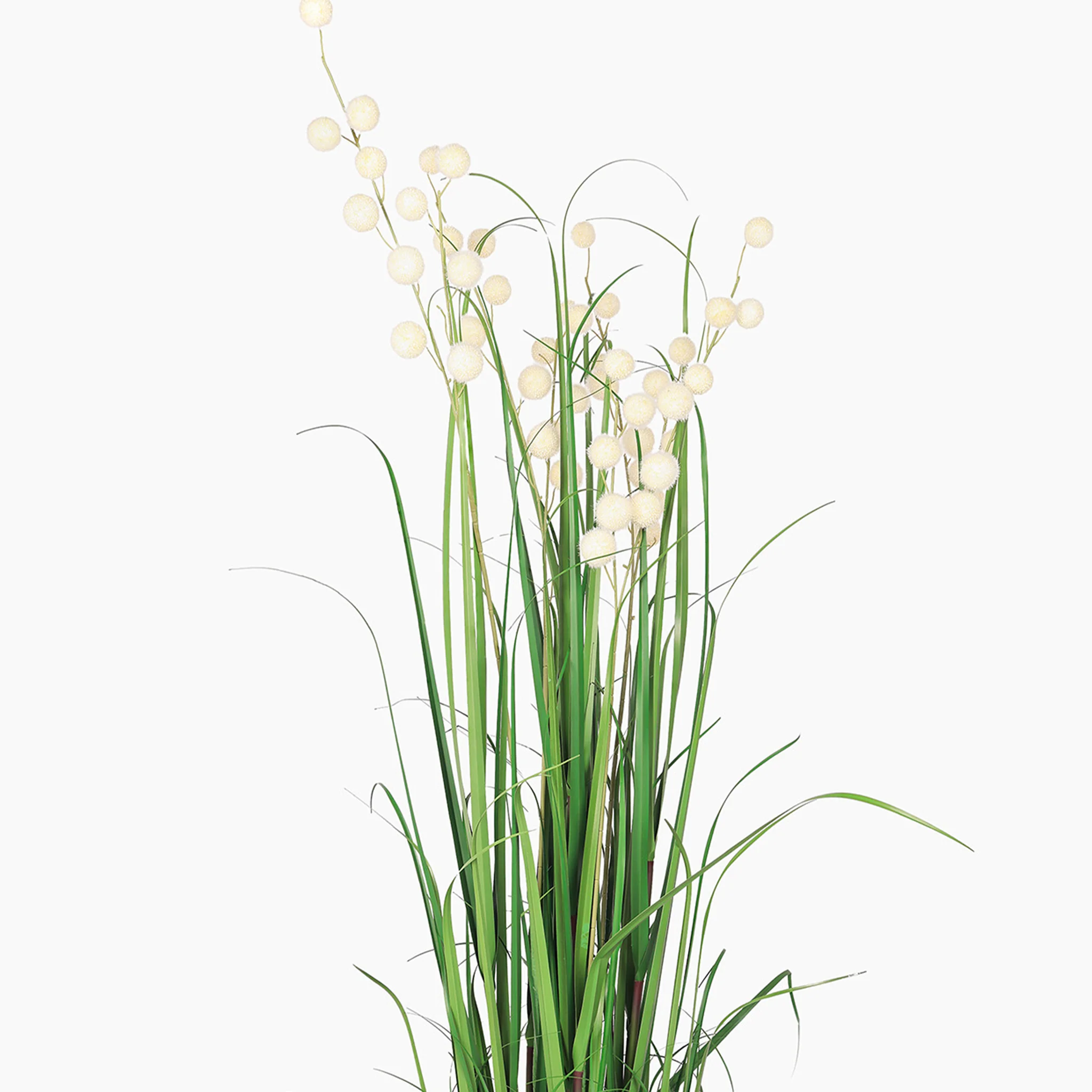 Pompom grass - Image 4