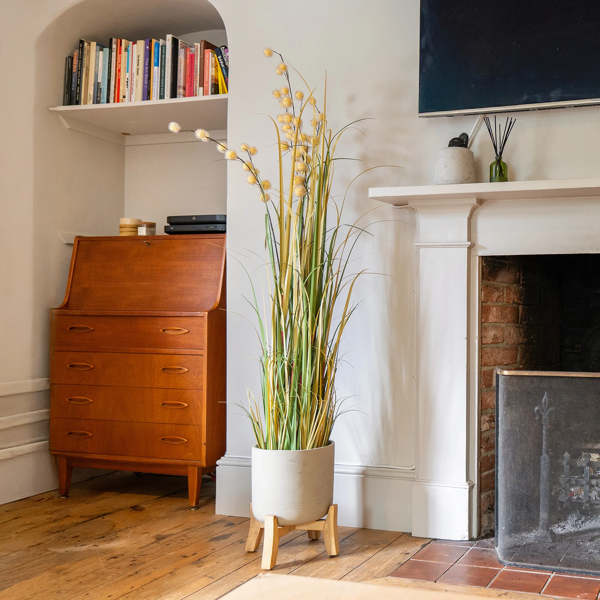 Pompom grass - Image 6