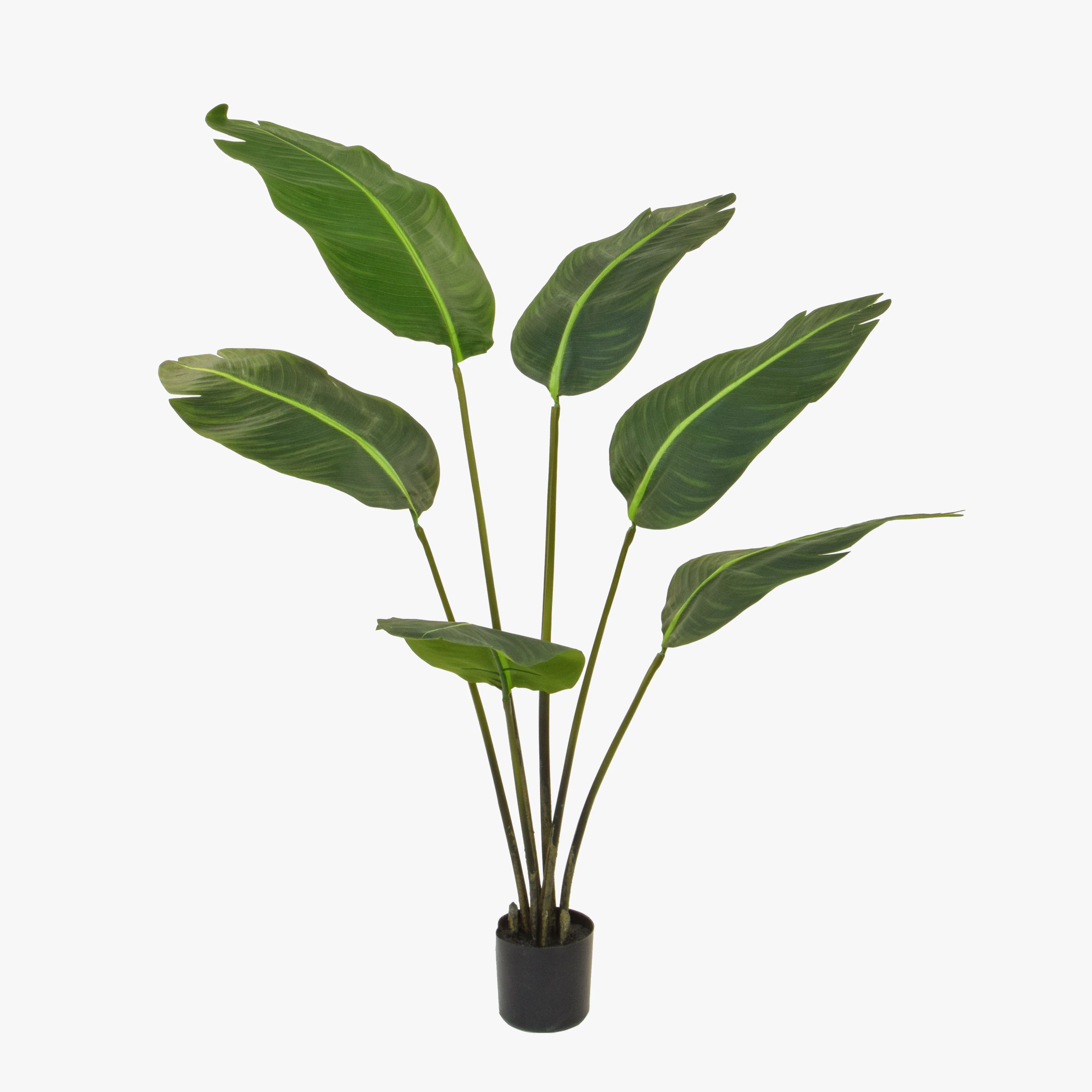 Fire-rated strelitzia