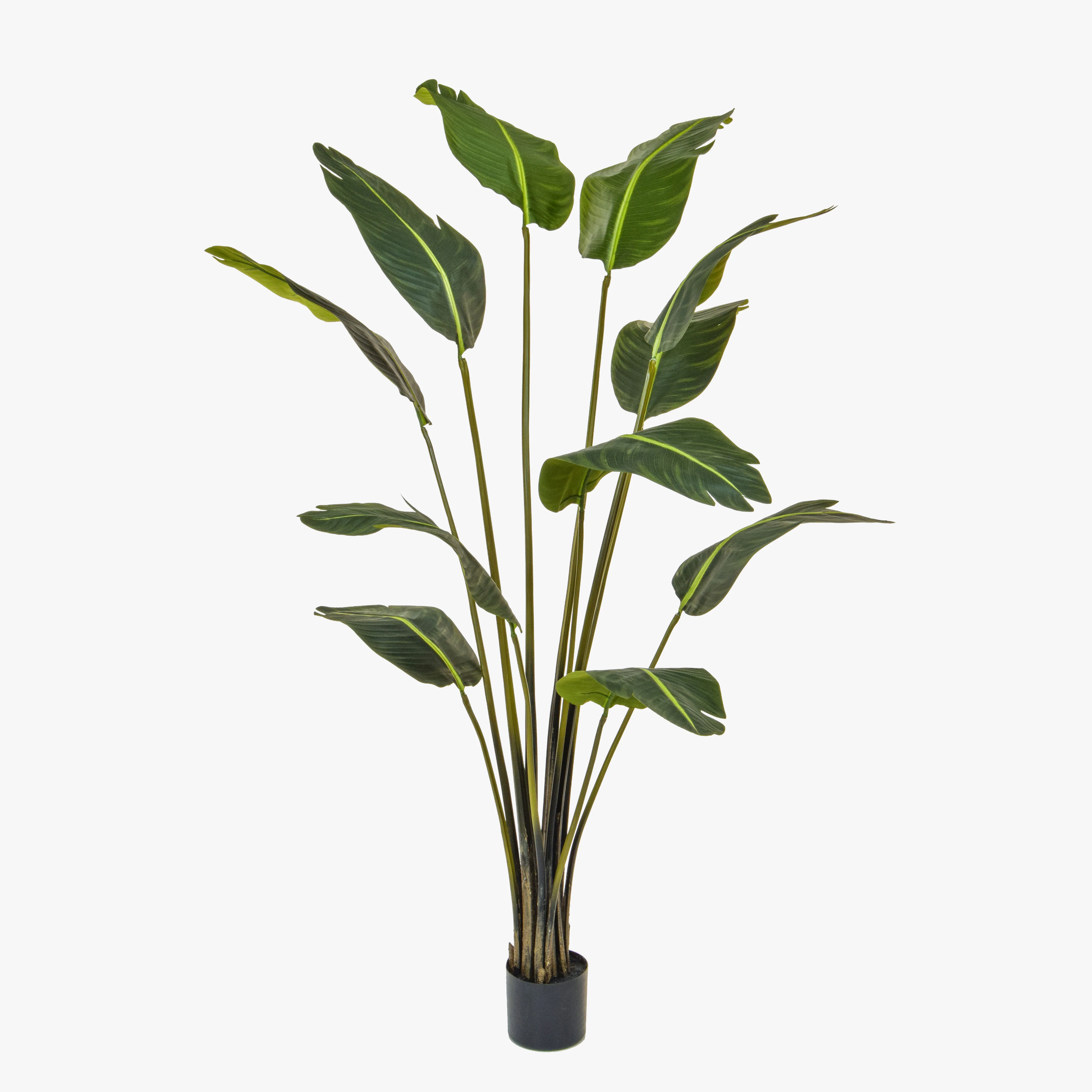 Fire-rated strelitzia - Image 2