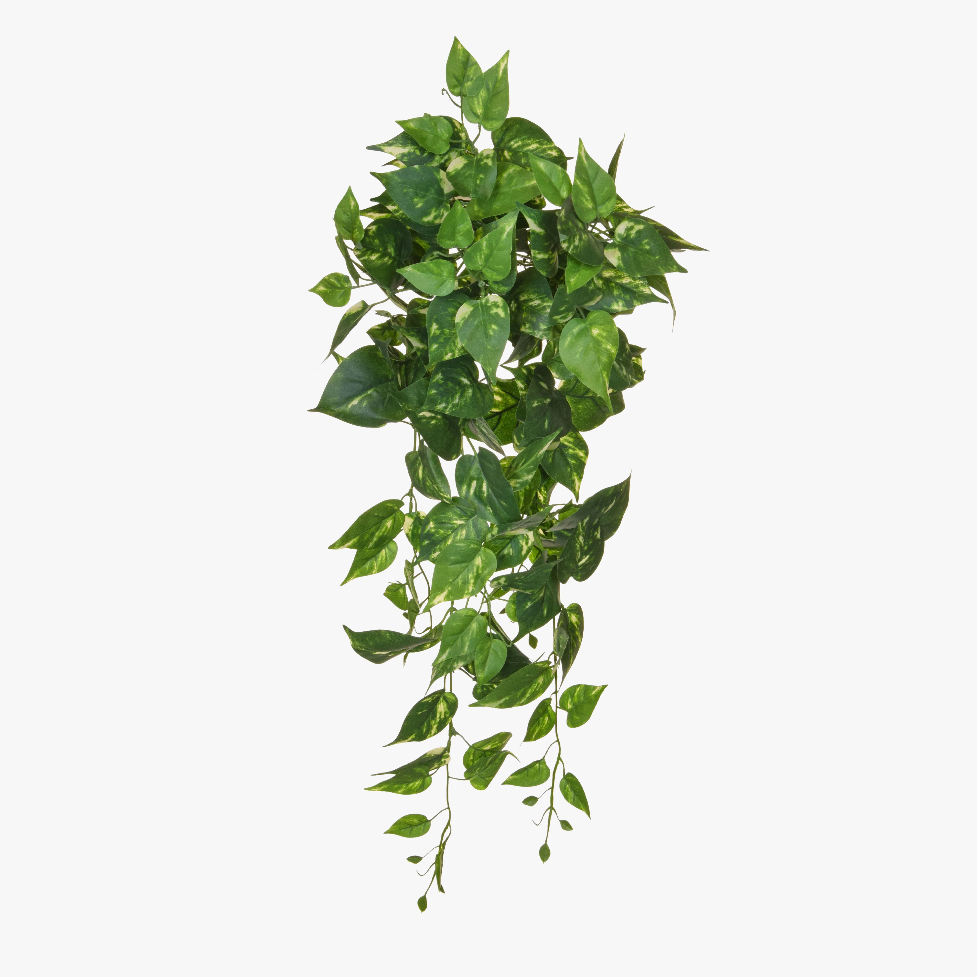 Trailing pothos (6 pack)