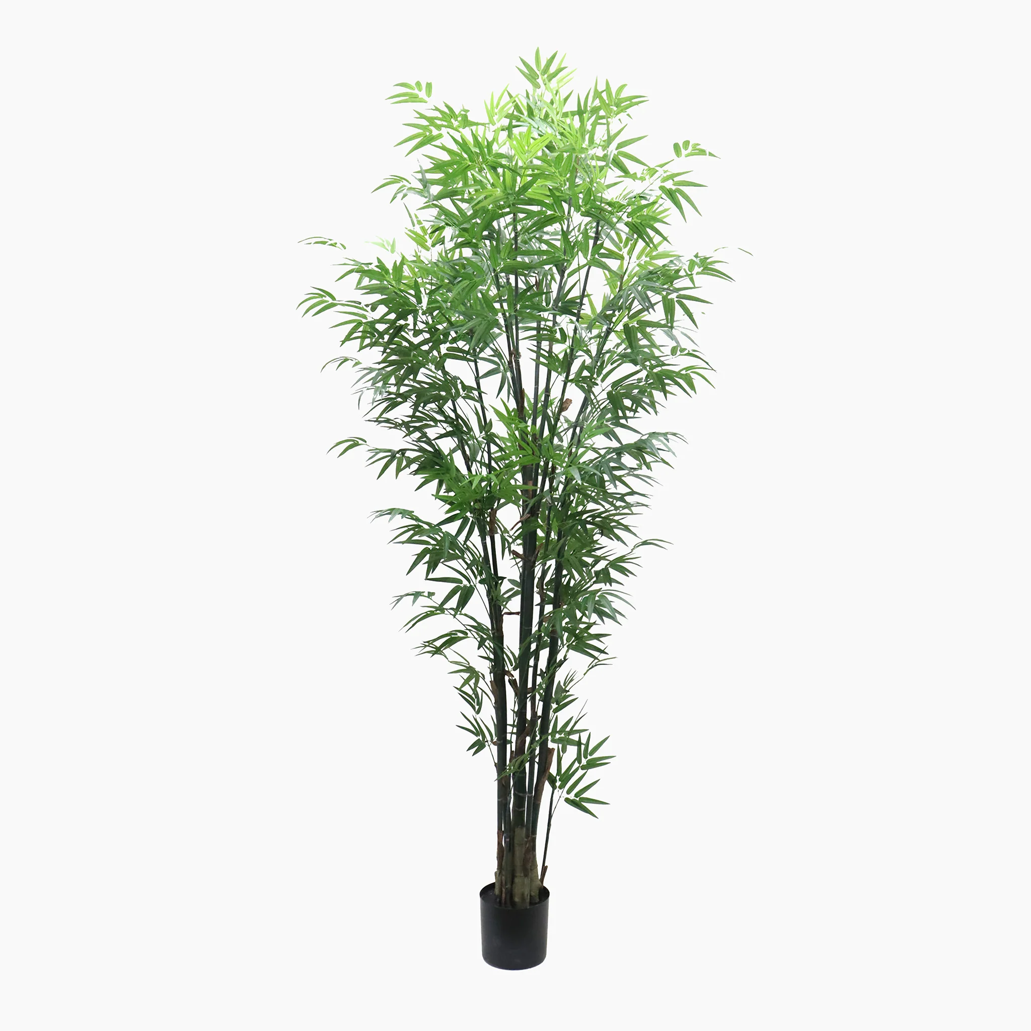 Giant bamboo tree - Image 3