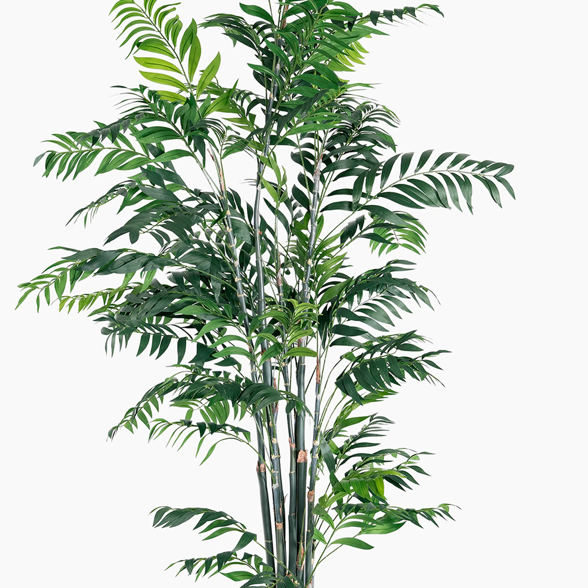 Giant bamboo tree - Image 4