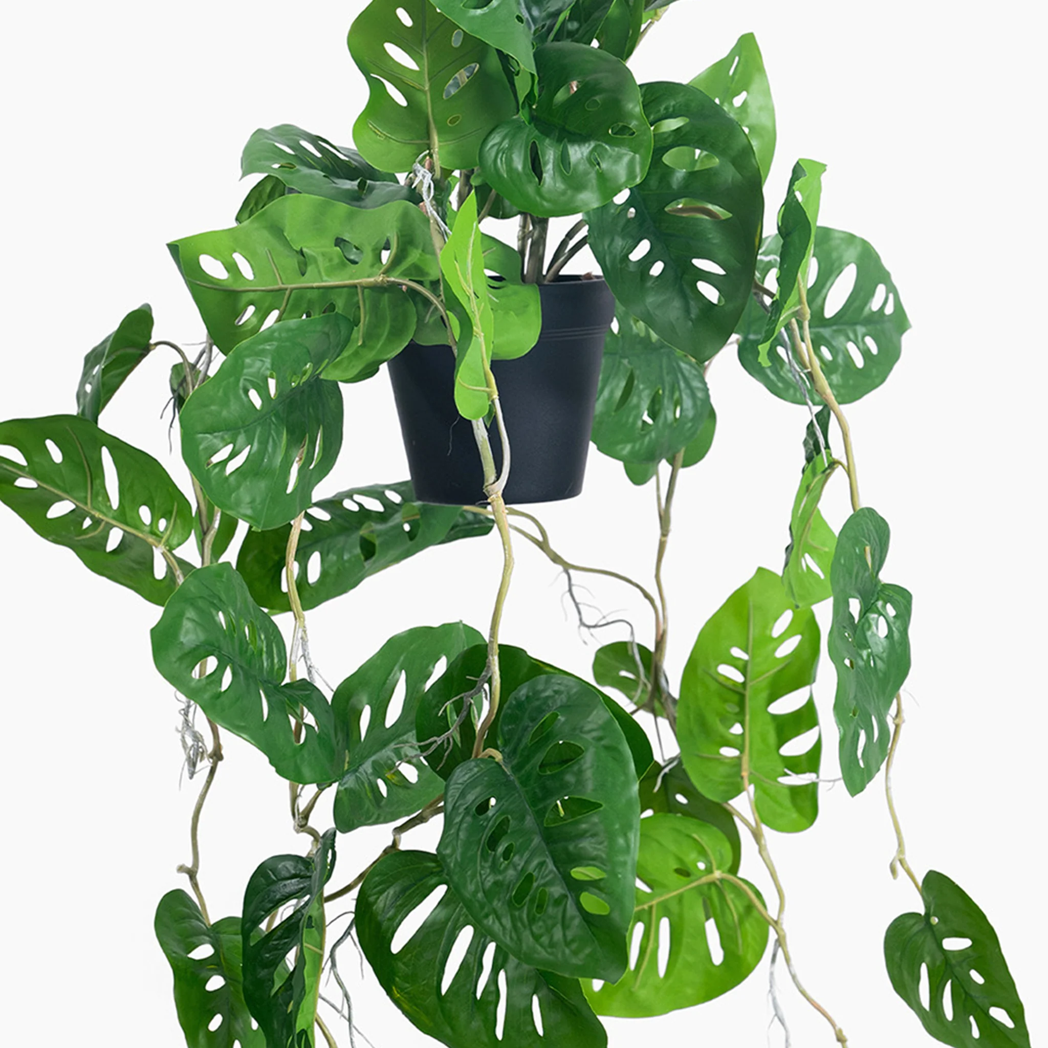 Hanging monkey monstera - Image 3