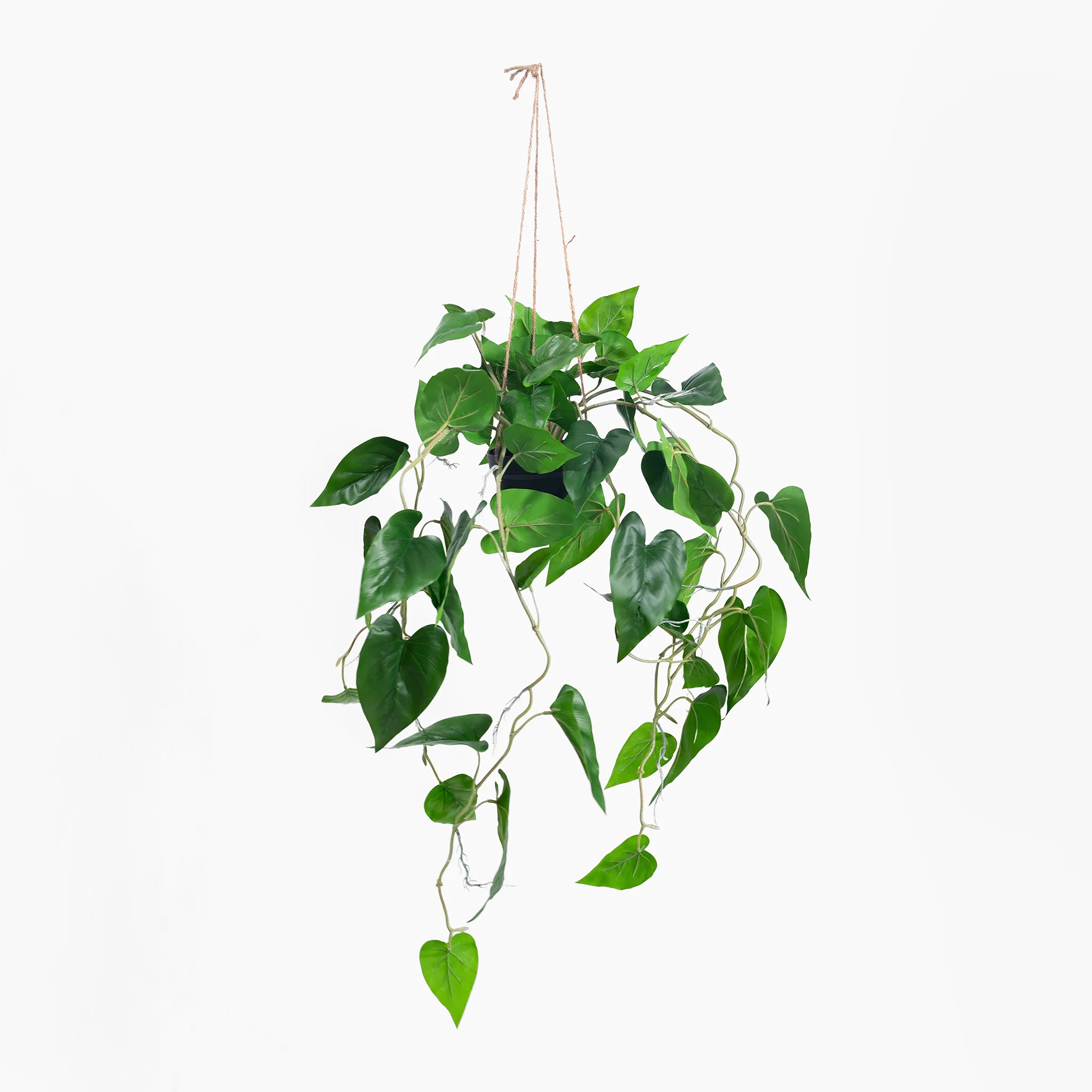Hanging philodendron scandens