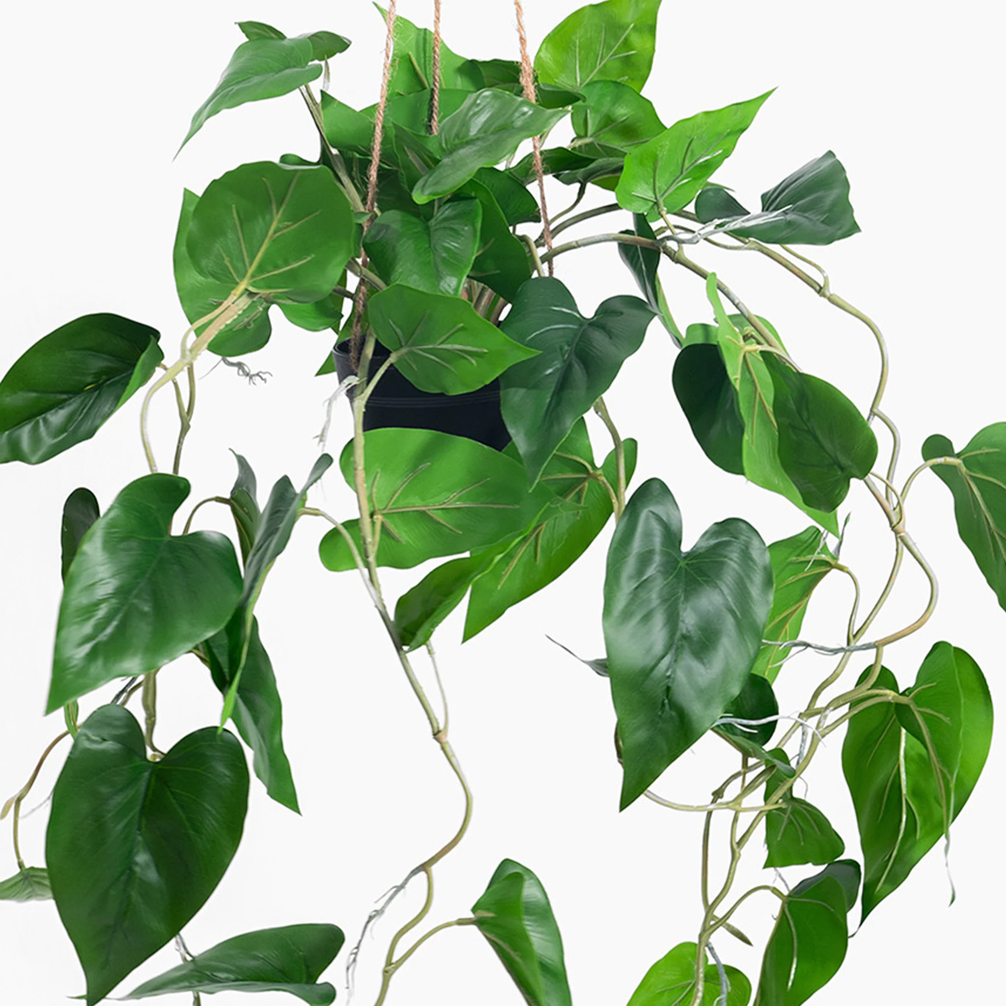Hanging philodendron scandens - Image 2