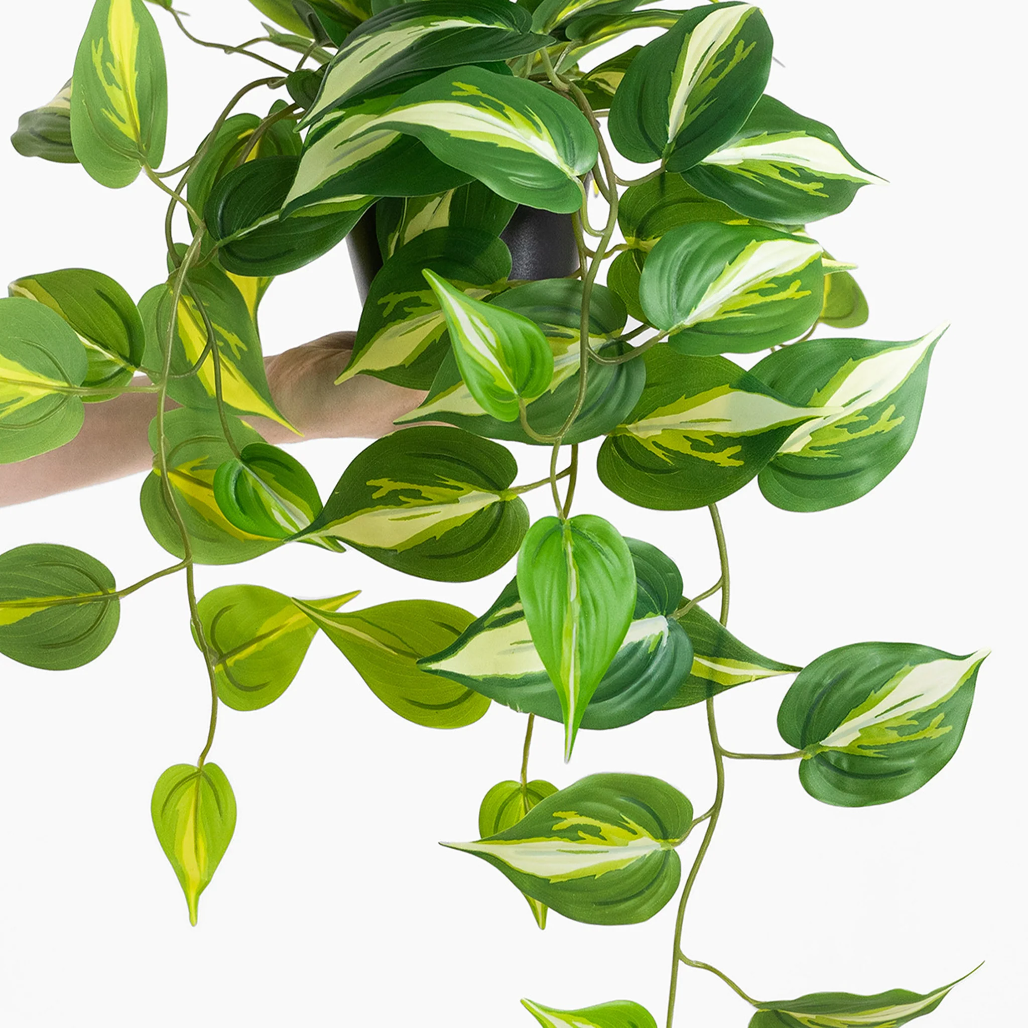Devil's ivy pothos - Image 5